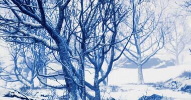 CGI Winter landscape featuring snow covered trees in a tranquil setting video