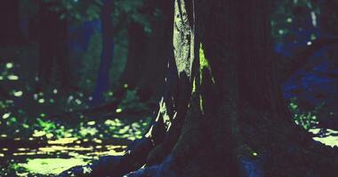 CGI Sunlight filters through trees illuminating a forest floor in spring video