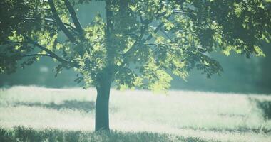 CGI Light filters through leaves on a serene tree in a misty meadow at dawn video