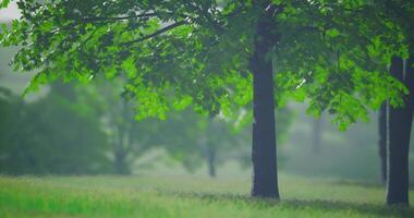 CGI Lush green trees under a cloudy sky in a serene park setting video