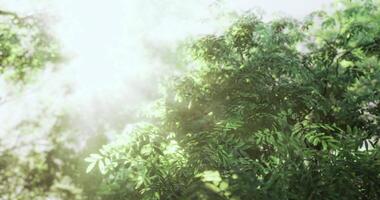 cgi luz solar filtrando através exuberante verde folhas dentro uma pacífico floresta configuração video