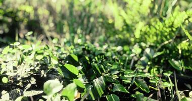 CGI Lush greenery in a sunlit forest floor during early morning hours video