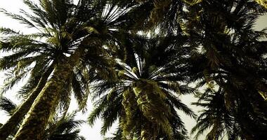 CGI Lush palm trees create a tropical canopy under a bright sky video