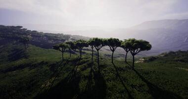 CGI Lush green landscape with trees casting shadows in tranquil setting video