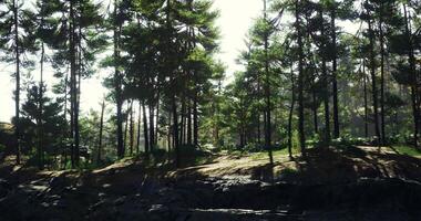 CGI Sunlight filters through a dense forest showcasing vibrant greenery video