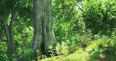 CGI Lush forest scene with a large tree and vibrant undergrowth in daylight video