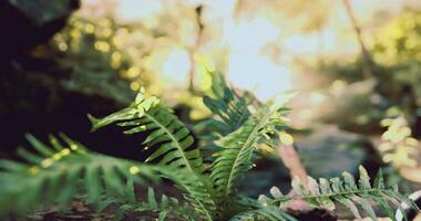 CGI Ferns flourish in a tranquil forest setting during golden hour video