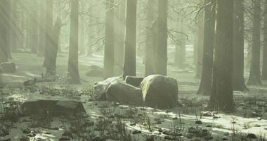 CGI Snowy forest landscape with rocks and trees illuminated by sunlight video
