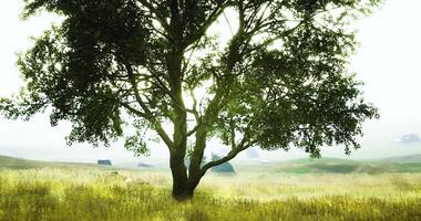 CGI Beautiful tree stands in serene landscape with gentle sunlight streaming video
