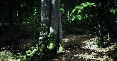 CGI Lush forest landscape with green foliage and sunlight filtering through trees video