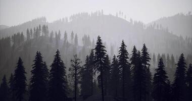 CGI Early morning mist settles over towering pine trees in a mountain range video