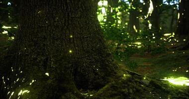 CGI Glowing fireflies illuminate a forest at dusk near an ancient tree video