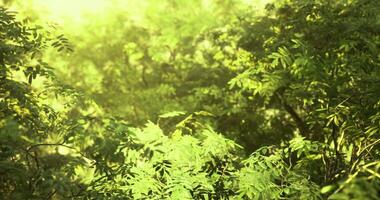 cgi exuberante vegetação iluminado de luz solar dentro uma tranquilo floresta video