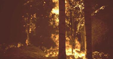CGI Forest fire consuming trees in a dense woodland during nighttime hours video