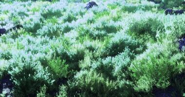 CGI Vibrant green underbrush illuminated by sunlight in a serene landscape video