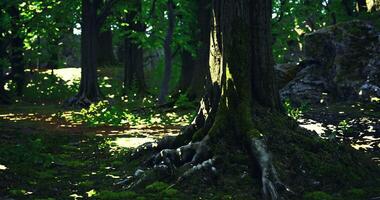 CGI Moss covered tree roots in a serene forest during bright daylight video
