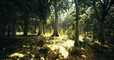CGI Sunlight filtering through trees in a serene forest during daytime hours video