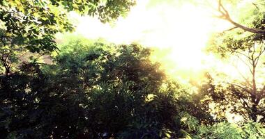 CGI Bright sunlight filtering through lush green tree canopies in a forest video
