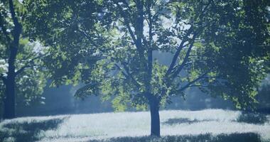 CGI Serene green trees basking under soft sunlight in a tranquil meadow video