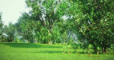 CGI Vibrant green landscape with lush trees and vegetation during daylight video