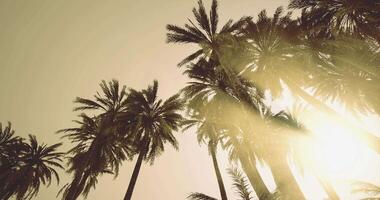 CGI Palm trees reaching skyward in tranquil sunset setting over the horizon video