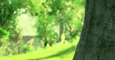 CGI Serene forest landscape showcasing lush greenery under soft sunlight video