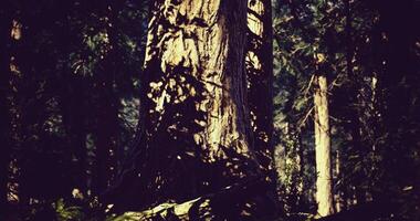 CGI Lush forest with towering trees and intricate shadows in natural light video