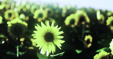 CGI Sunflowers bloom brightly in a sunny field during midday light video