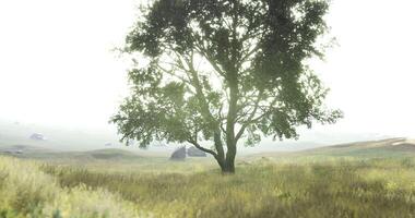 CGI Lone tree stands in misty field surrounded by gentle hills and distant farm video