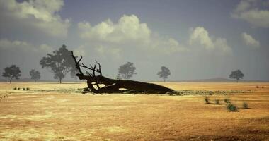 CGI Landscape of a barren field with a fallen tree under a blue sky with clouds video