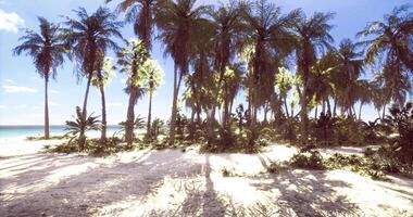 CGI Exploring a tranquil tropical beach with swaying palm trees and soft sand video