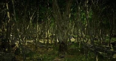 CGI Dense forest with thick trunks and sunlight filtering through leaves video