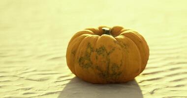 CGI Pumpkin resting on a sandy surface under soft sunlight at dusk video