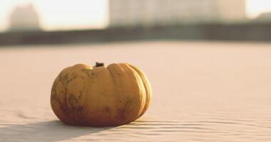 CGI Bright pumpkin resting on sandy surface during golden hour light video