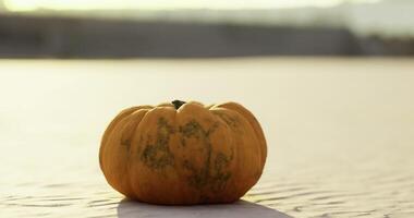 CGI Bright pumpkin resting on a smooth surface during golden hour video