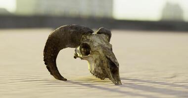 CGI Ram skull rests on undisturbed sandy landscape in desert during sunset video