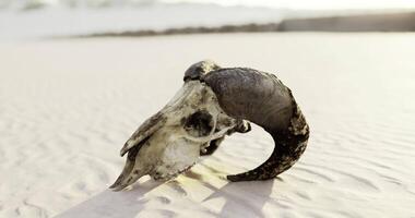CGI Unique skull partially buried in sand on a serene beach at sunset video