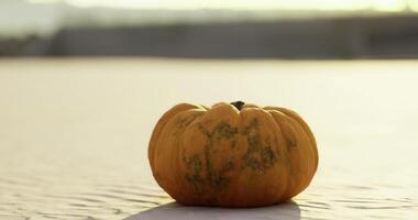 CGI Colorful pumpkin placed on a light surface under a warm sunlight video