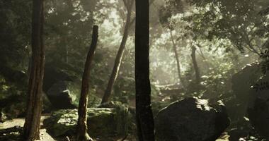 CGI Serene forest with sunlight filtering through trees in tranquility video