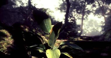 CGI Vibrant green plant illuminated in a misty forest during daylight hours video
