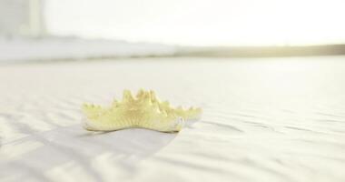 CGI Vibrant starfish resting on sandy beach at sunrise in tranquil coastal setting video