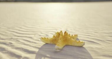 CGI Starfish resting on sandy beach under warm sunlight in coastal area video