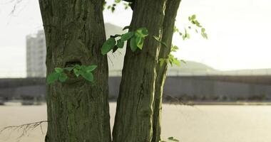 CGI Sunlight illuminating leaves on tree trunks in urban park environment video