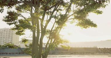 CGI Sunlight filtering through tree branches in urban setting during evening video
