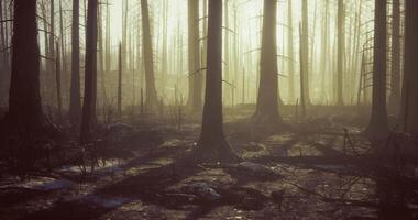 CGI Foggy forest landscape with shadowed trees and soft light during late afternoon video