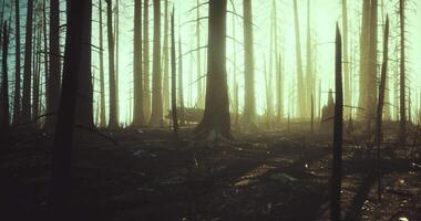 CGI Mysterious forest with sun rays filtering through tall trees at dusk video