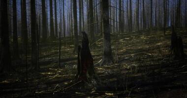 CGI Burnt forest landscape featuring blackened trees and scorched earth video