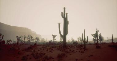 CGI Saguaro cacti under hazy sky at dusk in desert landscape video