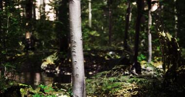 CGI Lush forest landscape with tall trees and soft natural lighting video