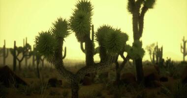 CGI Desert landscape with unique cacti under a hazy yellow sky at sunset video